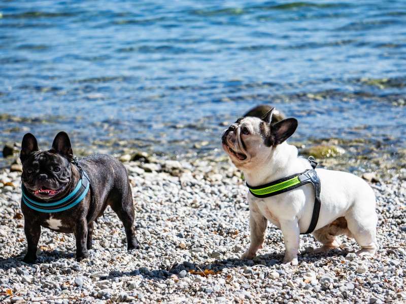 Hunde ved søbredden