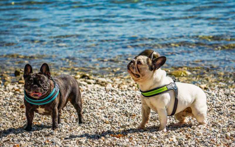 solid aborre Skænk Camping med hund 🐶 | Gardasøen | Europa Silvella - Europa Silvella