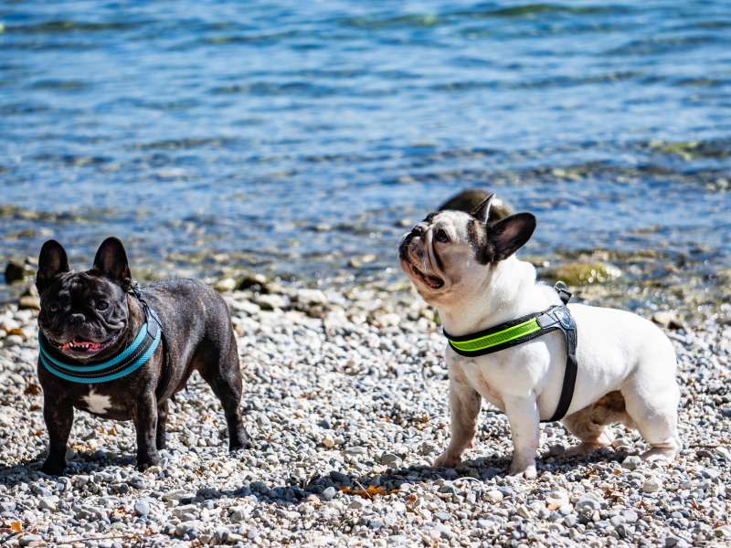 Honden aan de oever van het meer