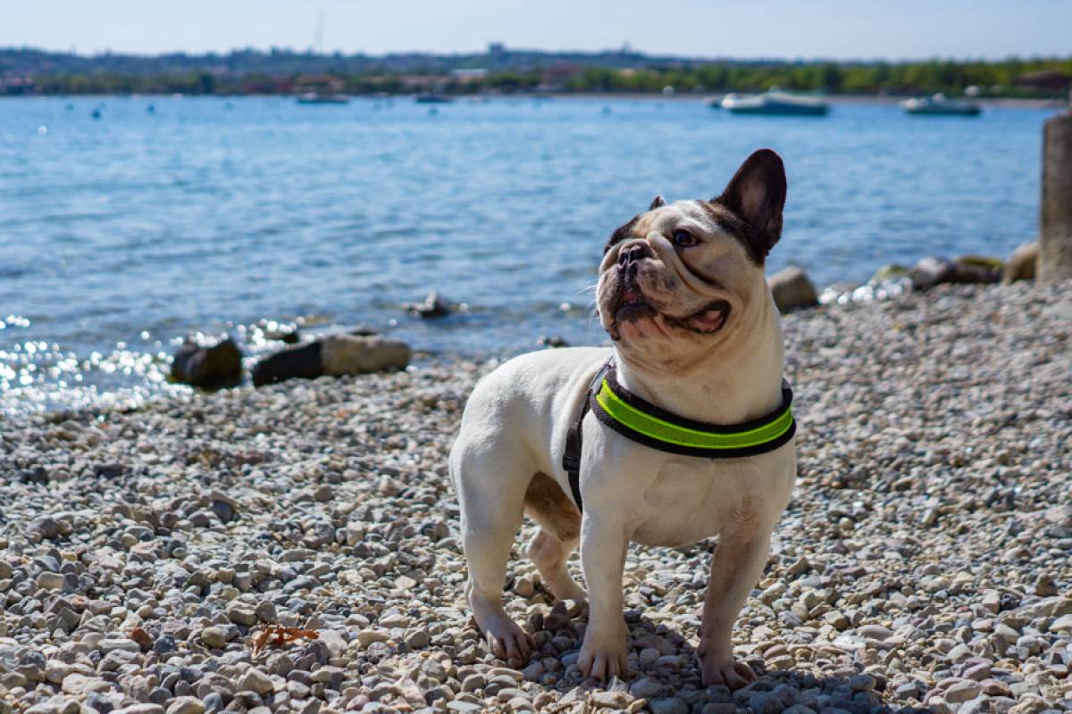 Familienurlaub am Gardasee mit Hund 1