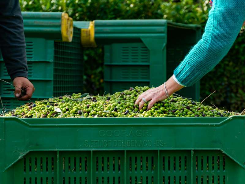 extra virgin olive oil lake garda 