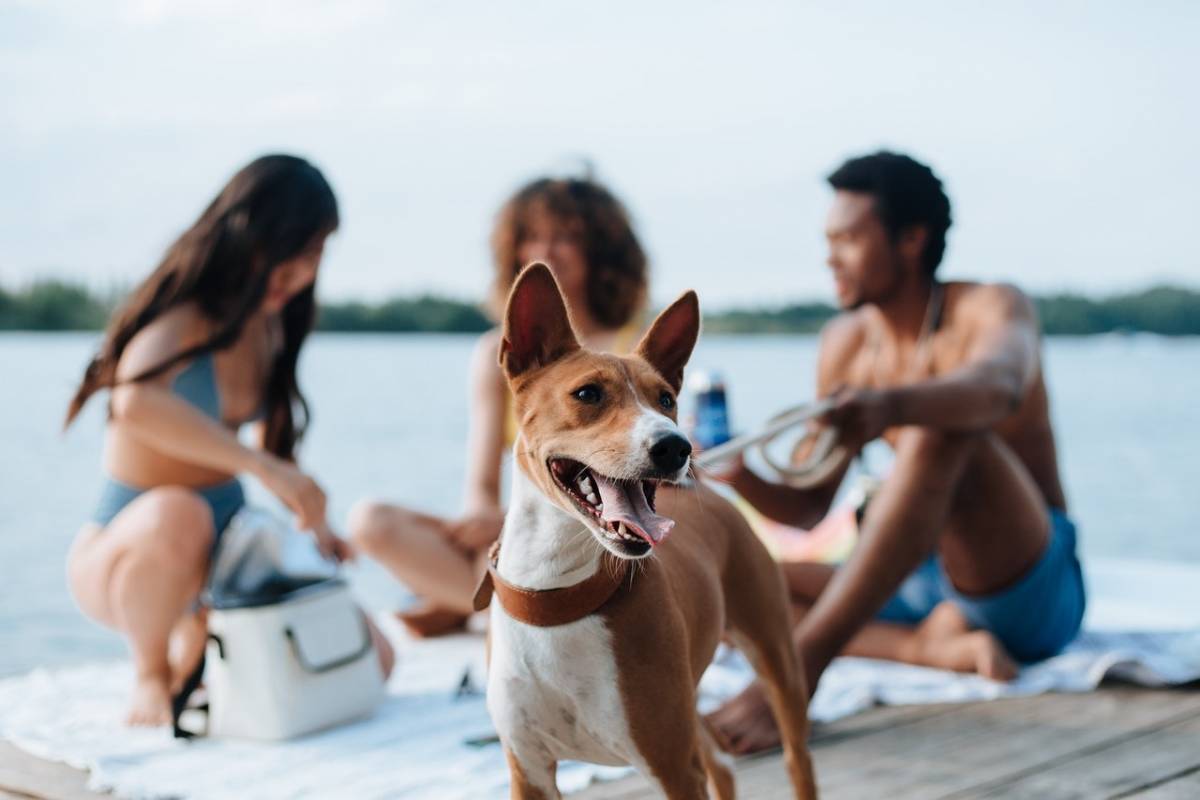 Ferie ved Gardasøen | Hvor du hen med din hund Camping - Europa Silvella