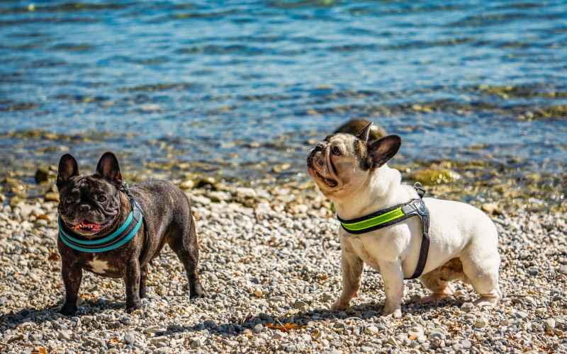 Gardasee Camping Mit Hund