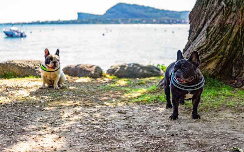 Campingplatz für Hunde, Camping Village Gardasee Europa Silvella