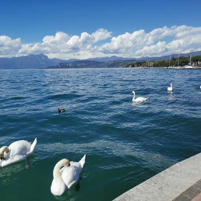 Lazise