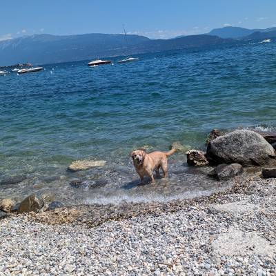 Unser Hund Buddy 